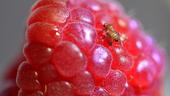 Spotted-wing drosophila (SWD), Drosophila suzuki, on a raspberry. (Photo by Kathy Keatley Garvey)